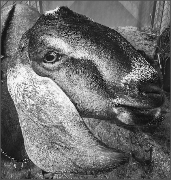 Premium Photo | Goat head black and white