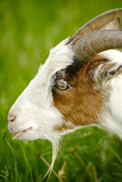 Goat Head Closeup