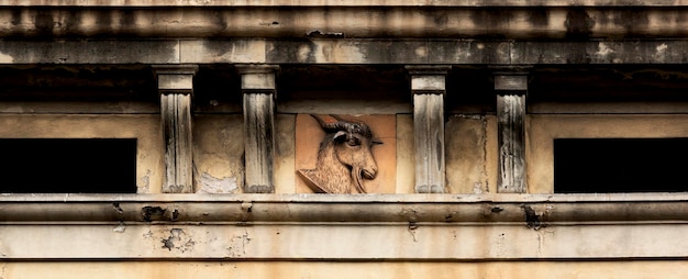 A goat head on a wall