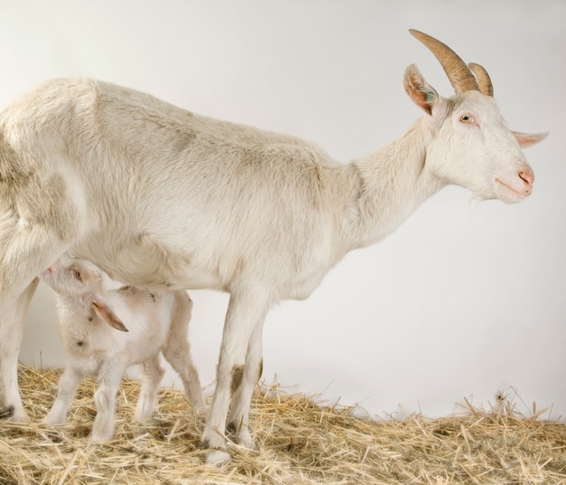 Goat and her kid in front of a grey background in a shed