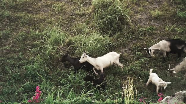 Photo goat herd on mountain