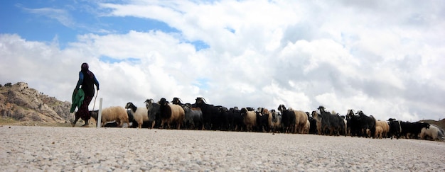 Goat herd and shepherd woman