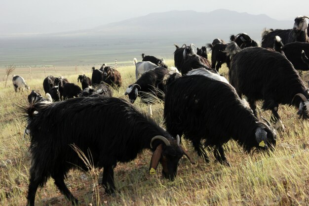 goat herd