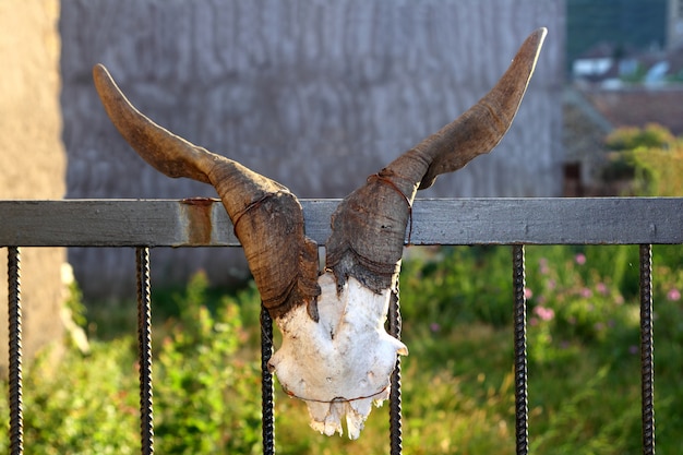 Goat horn fertility symbol metaphor tied in door