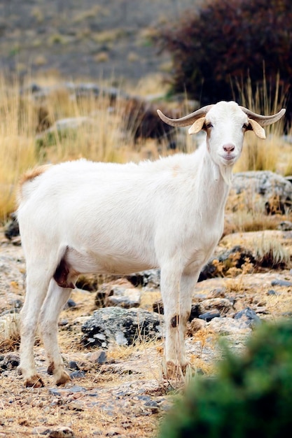 The goat is an artiodactyl mammal  caprinae subfamily