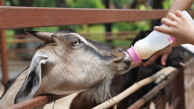 Foto la capra succhia una bottiglia di latte.