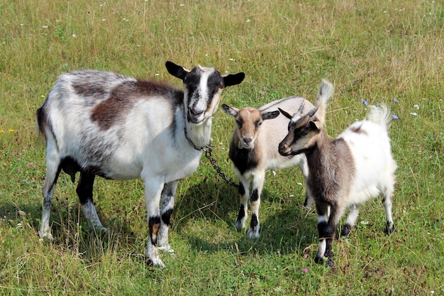 Goat and kids on the green pasture