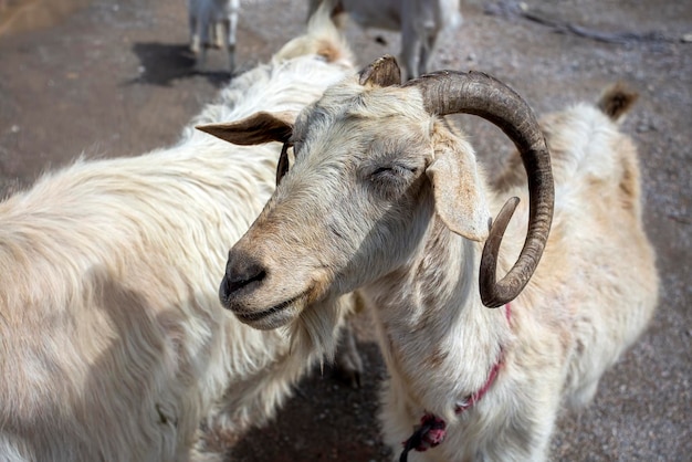 Goat looking at the camera