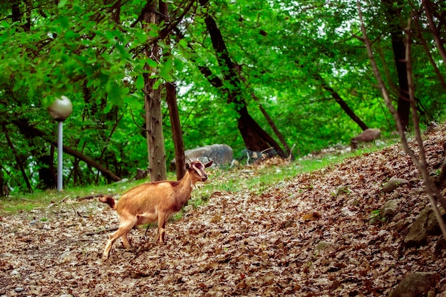 A goat looking for food in a wood