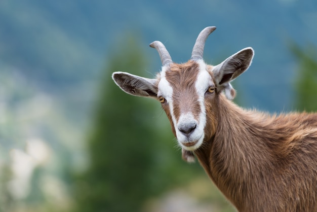 Photo a goat looks at us