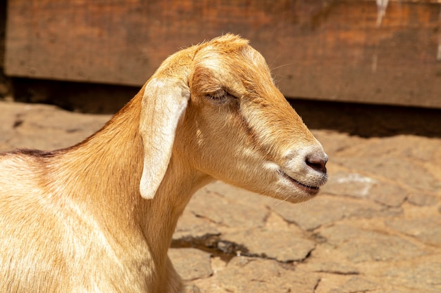 Goat loose on farm, roam freely across the area