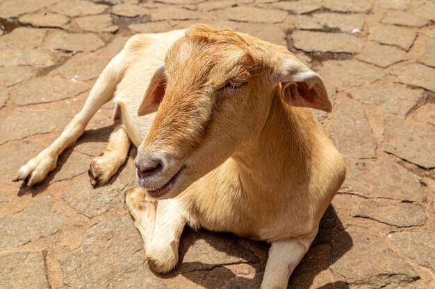 Goat loose on farm, roam freely across the area