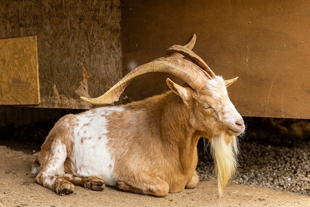 Goat loose on farm, roam freely across the area.