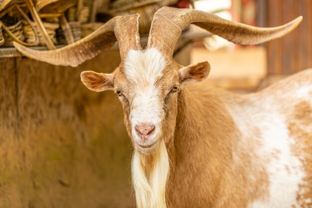 ヤギは農場で放し飼いにされ、地域を自由に歩き回っています