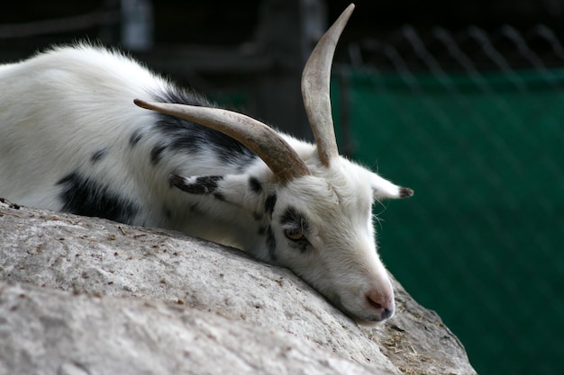 Goat lying on a stone