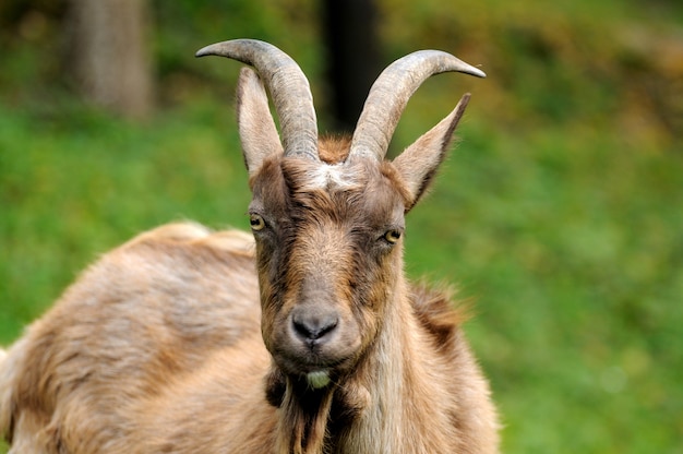 Goat in meadow. Goat herd