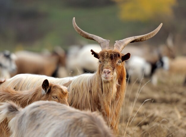 Goat in meadow. Goat herd