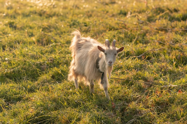 goat in meadow at sunrise