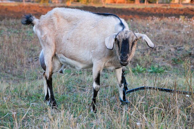 Photo goat in a meadow in the village