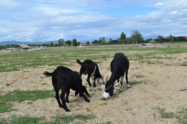 Goat meadow