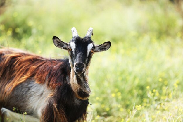 Goat on meadow