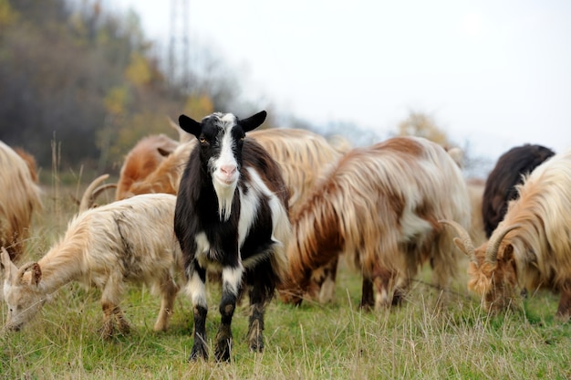 Goat in meadow