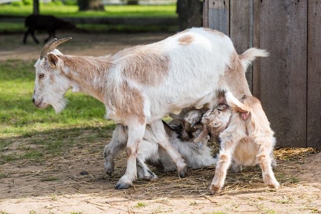 牧草地で赤ちゃんに餌をやるヤギの母親。 2頭の小さなヤギが牛乳を飲む