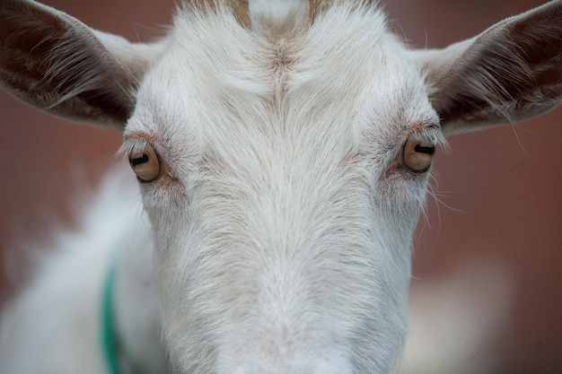 Goat muzzle closeup