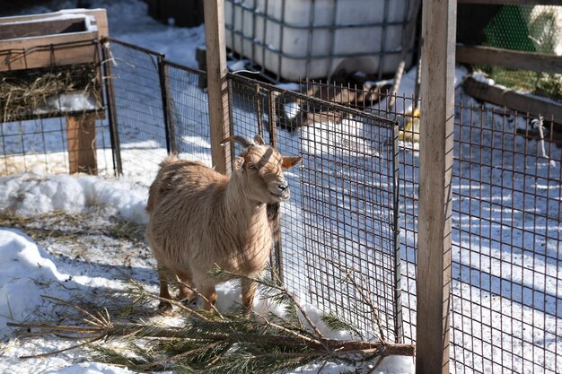 Goat in the paddock Red goats on the farm on a frosty winter day