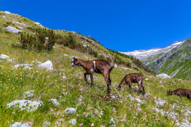 Goat on a pasture