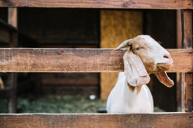 Photo goat peeking head from the wooden fence