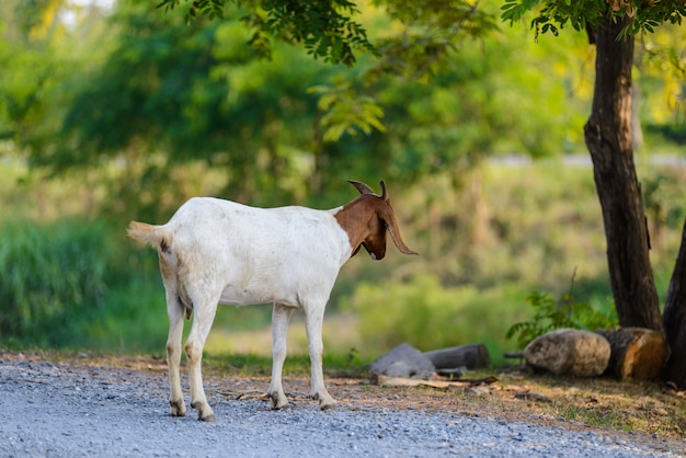 Goat portrait on the road