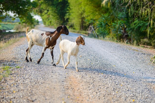 Goat portrait on the road