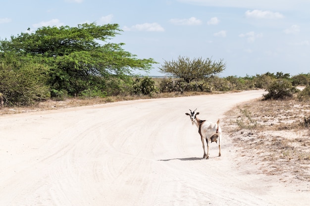 goat in the road Colombia