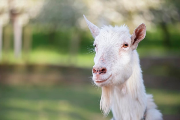 Goat on a rural farm closeup