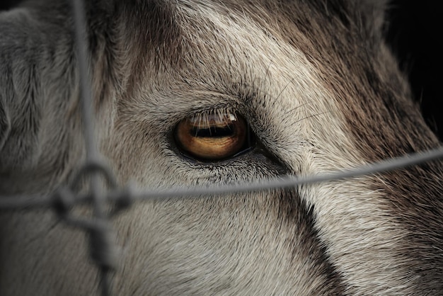 Goat's eye imprisoned in a cage