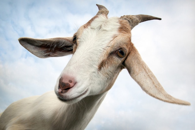 Goat's portrait in a cloudy sky background and her glimpse with question