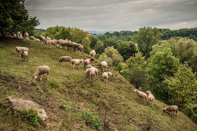 Foto capre e pecore che pascolano su una collina erbosa vicino alla foresta