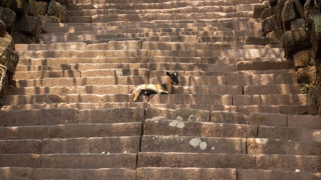 Photo goat sitting on stairs in wat phu in champasak near pakse laos