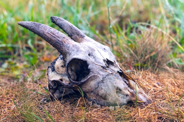 Goat skull on dry grass Remains of animals