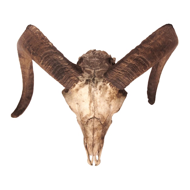 Photo goat skull isolated on the white background