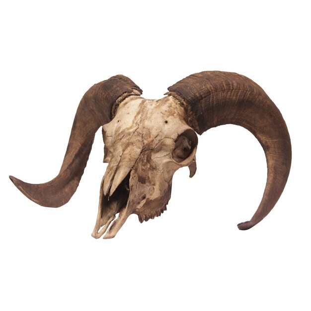 Photo goat skull isolated on the white background