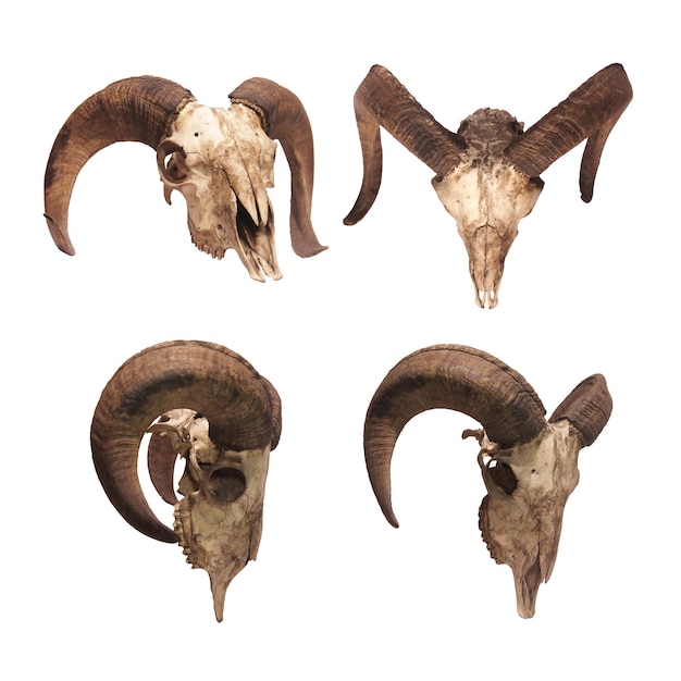 Photo goat skull isolated on the white background