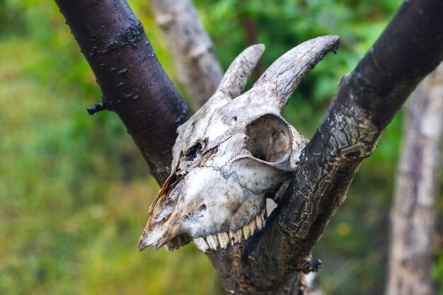 Cranio di capra su un ramo di albero in giardino