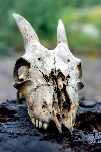 暗い背景に角を持つヤギの頭蓋骨