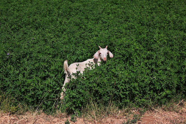 ナイル川の小さな村のヤギはスーダンのハルツームを閉じます