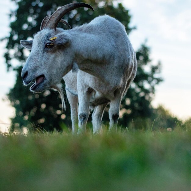 goat standing in a field