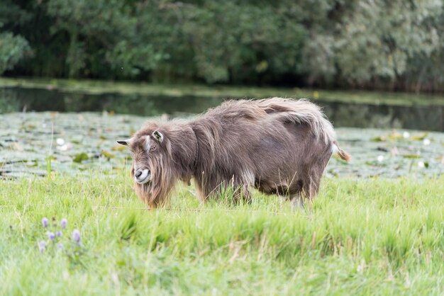 Photo goat standing in a field