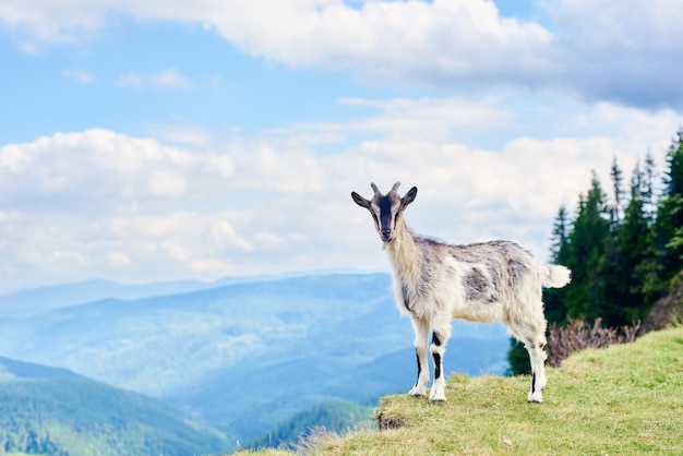 Goat standing mountain scenery on background