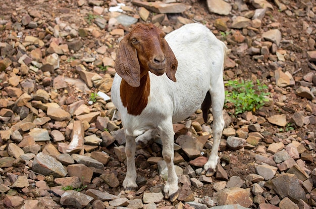 Goat standing on nature in the thailand countryside